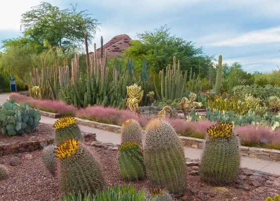 Desert Botanical Garden